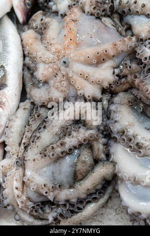 Eine Sammlung von frischen Tintenfischen und verschiedenen Fischen wird auf einem Markttheken ausgestellt. Stockfoto