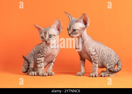 Süßer Wurf von zwei Devon Rex Katzenkindern, die nach vorne sitzen. Isolierter und orangefarbener Hintergrund. Stockfoto