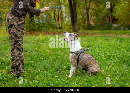 Staffordshire Terrier wurde im Park in Gehorsam ausgebildet, der Trainer gab Befehle und der Hund gehorchte eifrig und zeigte Anzeichen von Aufmerksamkeit Stockfoto