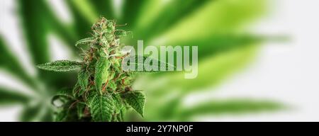 Cannabispflanzen auf weißem Hintergrund. Kopierbereich, Banner. Stockfoto