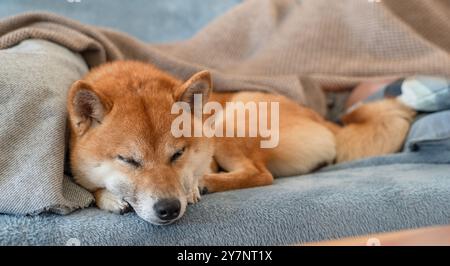 Ein Shiba Inu Hund schläft neben seinem Besitzer auf dem Sofa. Nahaufnahme. Stockfoto