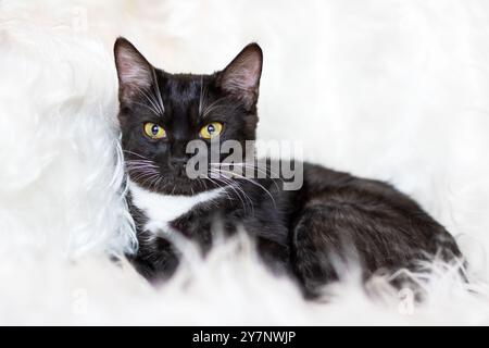 Eine schwarz-weiße Katze, die sich durch ihre auffälligen gelben Augen auszeichnet, liegt bequem auf einer weichen, flauschigen weißen Decke im Zimmer Stockfoto