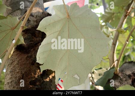 Bild mit der Unterseite der Blätter des Bayurbaums (Pterospermum acerifolium). Stockfoto