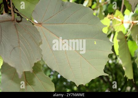 Bild mit der Unterseite der Blätter des Bayurbaums (Pterospermum acerifolium). Stockfoto