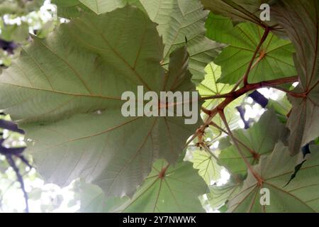 Bild mit der Unterseite der Blätter des Bayurbaums (Pterospermum acerifolium). Stockfoto