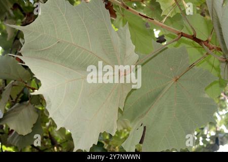 Bild mit der Unterseite der Blätter des Bayurbaums (Pterospermum acerifolium). Stockfoto