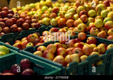 Verschiedene Äpfel in grünen Kisten am Marktstand. Das Display zeigt verschiedene Apfelsorten mit reifem, frischem Aussehen. Bild vermittelt Fülle, Frische und gesunde Auswahl für Verbraucher. Stockfoto