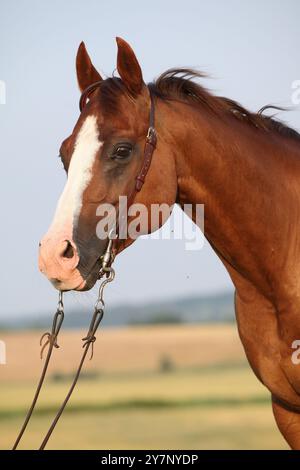 Porträt eines schönen Kastanienviertelpferdes mit westlichem Zaumzeug Stockfoto