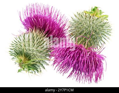 Mariendistel Blumenköpfe isoliert auf weißem Hintergrund. Stockfoto