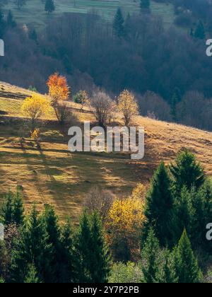 Bergige ländliche Landschaft mit Wald im Herbst. Bäume auf dem Hügel in bunten Blättern. Sonniger Tag. Herbst Saison Outdoor Hintergrund Stockfoto