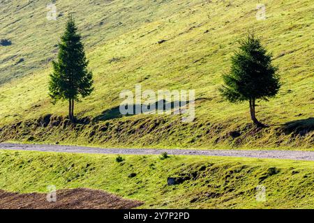 Nadelbäume auf dem grasbewachsenen Hügel an der Straße. Herbstlandschaft in den apuseni-Bergen. Sonniger Morgen Stockfoto