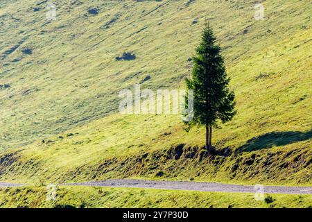 Nadelbäume auf dem grasbewachsenen Hügel an der Straße. Herbstlandschaft in den apuseni-Bergen. Sonniger Morgen Stockfoto