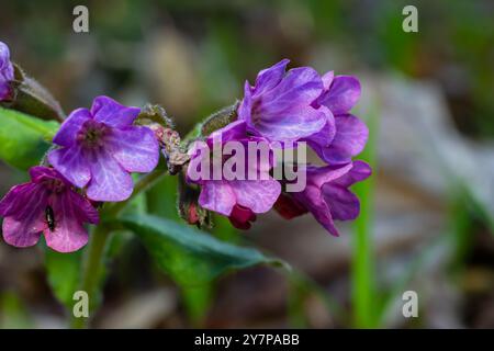 Lebendige und helle Pulmonaria-Blüten auf grünen Blättern Hintergrund aus nächster Nähe. Stockfoto