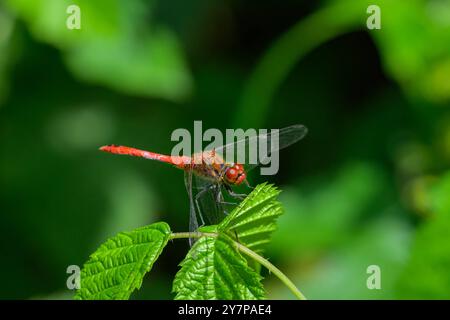 Eine Ruddy Darter Libelle Sympetrum sanguineum, die auf einer Pflanze ruht, sonniger Tag im Sommer Österreich Petronell-Carnuntum Österreich Stockfoto