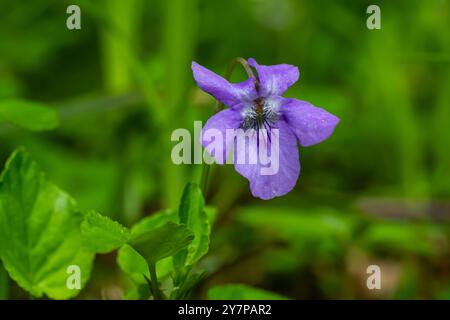 Viola odorata. Duftend. Violetter Blütenwald blüht im Frühling. Die erste Frühlingsblume, lila. Wilde Veilchen in der Natur. Stockfoto