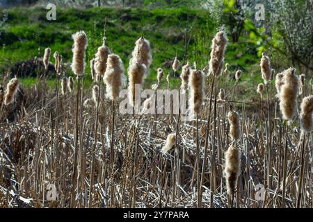 Sümpfe Typha angustifolia breitblättrige braune Blüten im Frühling. Stürme in einen Sumpf, in der Nähe eines Sees. Stockfoto