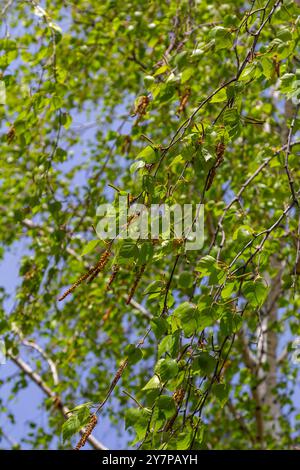 Ein Birkenzweig mit grünen Blättern und Ohrringen. Allergien durch Frühlingsblüten und Pollen. Stockfoto