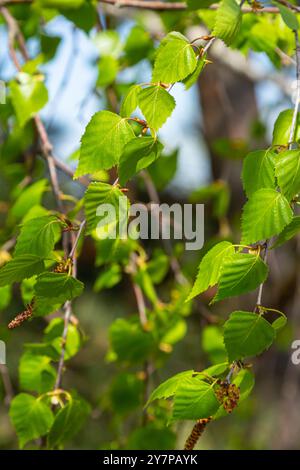 Ein Birkenzweig mit grünen Blättern und Ohrringen. Allergien durch Frühlingsblüten und Pollen. Stockfoto