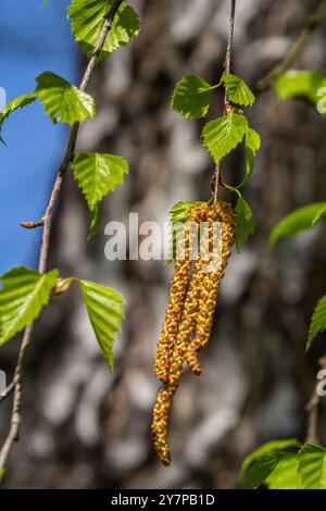 Ein Birkenzweig mit grünen Blättern und Ohrringen. Allergien durch Frühlingsblüten und Pollen. Stockfoto