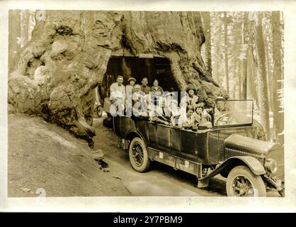 Ein Foto von EN Baxter aus den 1920er Jahren von Menschen in einem Auto, die durch den Wawona Tunnel Tree in Mariposa Grove, Yosemite National Park, Kalifornien, USA fahren. Der Baum stand noch über 40 Jahre, fiel aber 1969 unter schweren Schnee Stockfoto