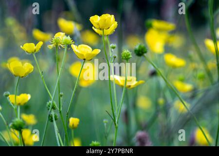 Farbenfroher, flacher Blick auf eine Buttercup Blume (Ranunkulus acris) Wiese im Frühsommer. Stockfoto