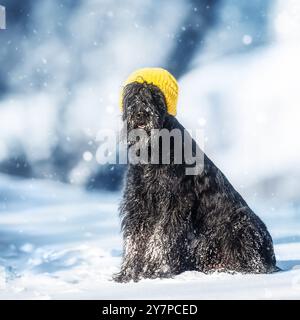 Riesenschnauzer mit gelbem Hut im Winterpark Stockfoto