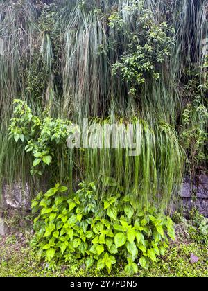 Cortaderia hiernonymi, ein Pampasgras, auf einem steilen Hügel im Los Sosa Canyon Natural Reserve in Argentinien. Stockfoto