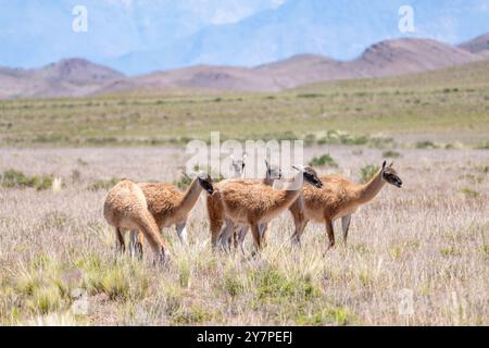 Eine kleine Herde Guanacos, Lama Guanico, weidet auf einem Hochplateau im Los Cardones Nationalpark in Argentinien. Stockfoto