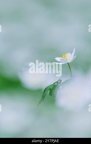 Zarte Holzanemonenblüten blühen in einem lebendigen grünen Wald Schwedens und sorgen für eine wunderschöne Darstellung der Pracht der Natur während der Frühlingssaison. Stockfoto