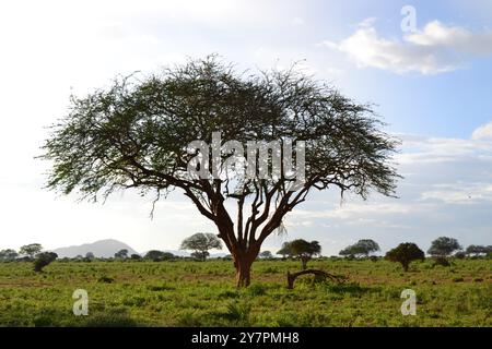 Ein einsamer Akazienbaum in einer afrikanischen Savannenlandschaft mit klarem Himmel und verstreuten Wolken Stockfoto