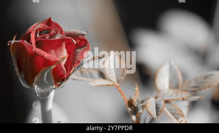 Chinesische Rose farblich bearbeitet Stockfoto