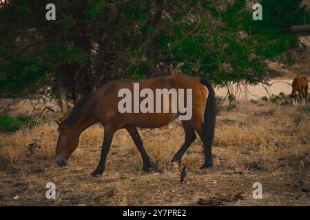 Pferd auf der Weide. Panorama mit Pferd, das Gras frisst in den Bergen. Blick auf die Gipfel, grünen Wiesen und Berge mit Nebel im Herbst. Wert Stockfoto