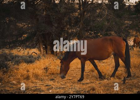 Pferd auf der Weide. Panorama mit Pferd, das Gras frisst in den Bergen. Blick auf die Gipfel, grünen Wiesen und Berge mit Nebel im Herbst. Wert Stockfoto