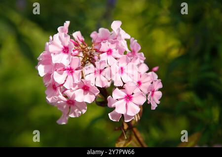 Die wunderschönen rosafarbenen Phlox-Blüten blühen lebendig inmitten einer üppigen grünen Kulisse voller Naturschönheiten Stockfoto