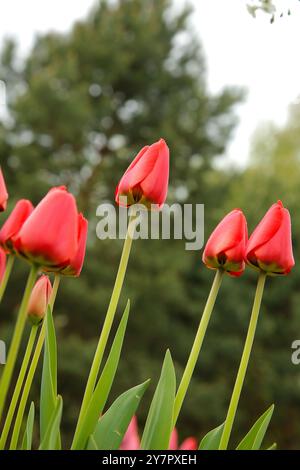 Nahaufnahme von roten Tulpen (Túlipa) mit grünen Stielen auf einem unscharfen Hintergrund von Bäumen Stockfoto