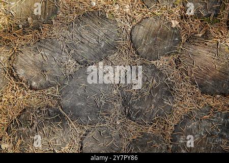 Der Waldweg ist gesäumt von runden Ausschnitten aus braunen Eichenstümpfen und mit umgestürzten Nadeln bedeckt. Blick von oben. Textur oder Hintergrund Stockfoto