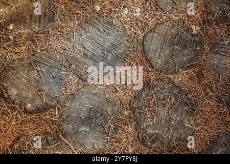 Der Waldweg ist gesäumt von runden Ausschnitten aus braunen Eichenstümpfen und mit umgestürzten Nadeln bedeckt. Blick von oben Stockfoto