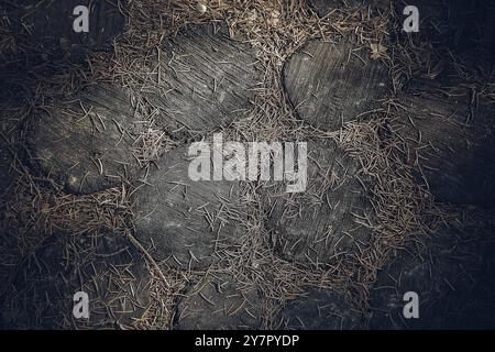 Der Waldweg ist gesäumt von runden Eichenstämmen in dunkler natürlicher Farbe. Blick von oben. Textur oder Hintergrund Stockfoto