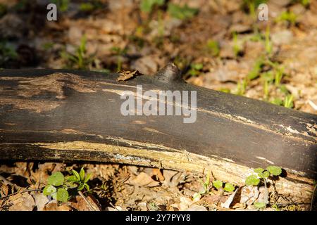 Ein gebogener Zweig ohne Rinde eines alten Baumes liegt auf trockenem Laub Stockfoto