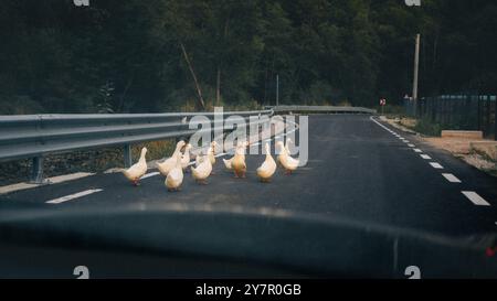 Eine Gruppe von Enten, die eine leere Straße in einem ländlichen Gebiet mit einem Wald im Hintergrund überqueren. Stockfoto