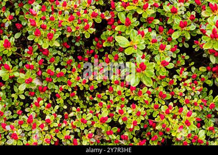 Azaleenstrauch in Blüte Stockfoto