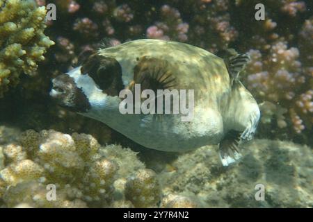 Der maskierte Puffer, Arothron diadematus Fisch aus dem Roten Meer Stockfoto