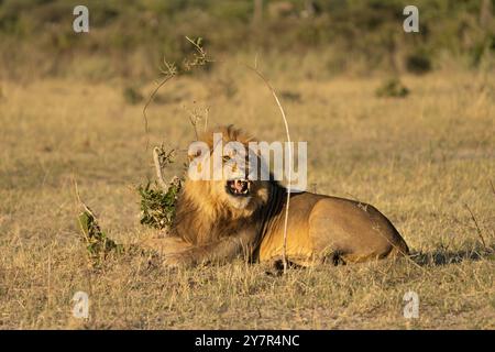 Löwe (Panthera leo), horizontales Porträt eines Mannes mit weit geöffnetem Mund. Savuti, Chobe Nationalpark, Botswana, Afrika Stockfoto