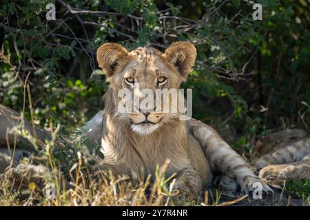 Löwenjunge (Panthera leo), sieht stark aus, wenn er in die Kamera zeigt. Horizontales Porträt des Gesichts. Savuti, Chobe Nationalpark, Botswana, Afrika Stockfoto