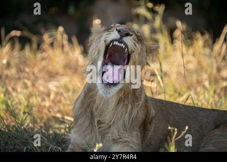 Löwenjunge (Panthera leo), Gähnen mit weit geöffnetem Mund. Horizontales Porträt des Gesichts. Savuti, Chobe Nationalpark, Botswana, Afrika Stockfoto