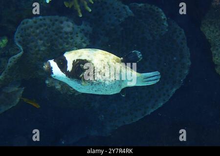 Der maskierte Puffer, Arothron diadematus Fisch aus dem Roten Meer Stockfoto