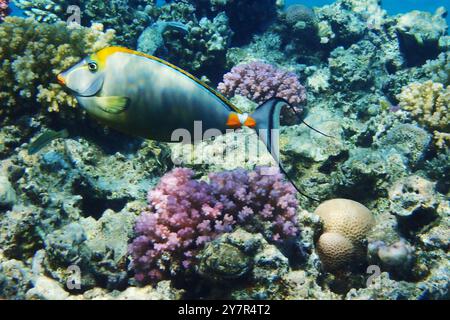 NASO Tang (NASO Lituratus) Fische aus dem Roten Meer Stockfoto