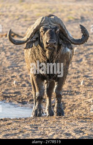 Afrikanischer Büffelbulle (Syncerus Caffer) steht neben Wasserloch. Savuti, Chobe Nationalpark, Botswana, Afrika Stockfoto