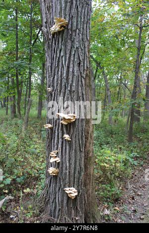 Gereifte Waldpilze auf einem Baumstamm im Old School Forest Preserve in Libertyville, Illinois Stockfoto