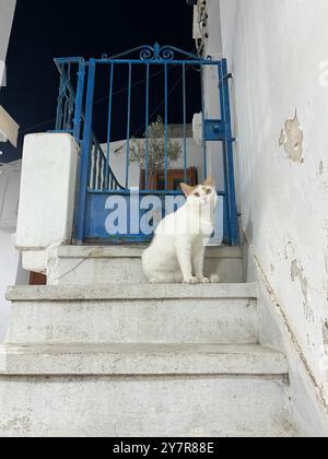 Weiße Katze mit Karamellohren, die auf Marmorstufen vor einer blauen Metalltür auf einer griechischen Insel mit neugierigem Blick über die Insel sitzt. Ägäische kykladen Stockfoto